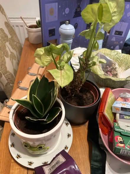 Photo of free Assorted plants (Fallowfield Manchester M14) #1