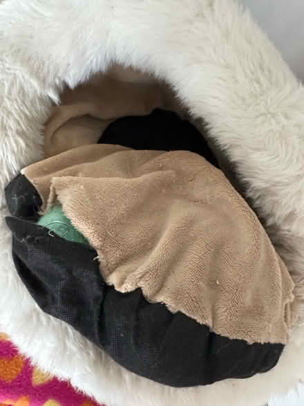 Photo of free Small dog bed (Crawley RH10) #4