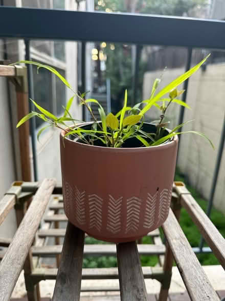 Photo of free Small potted plant (Adams Point) #2