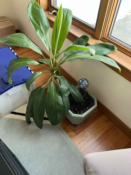 Photo of free Plants of all kinds (Groton near Shaw’s) #2