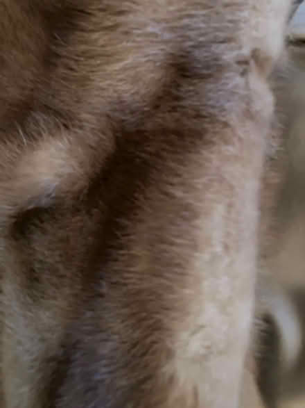 Photo of free fur stole (Midtown Toronto) #2