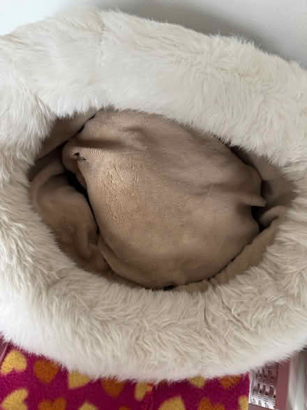 Photo of free Small dog bed (Crawley RH10) #1