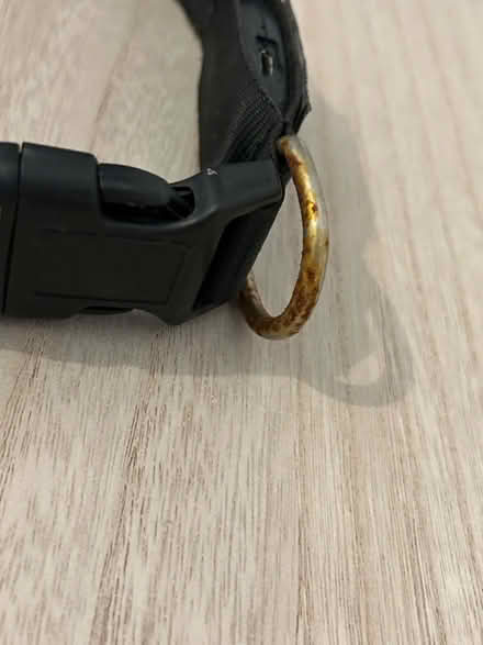 Photo of free Light up Dog collar (3 modes) (Jennetts park RG12) #4