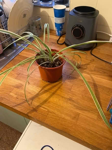 Photo of free Spider plant (Glanadda LL57) #1