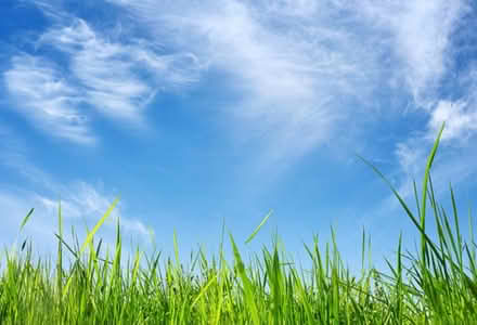 Photo of Grass seed (South Chambersburg) #1