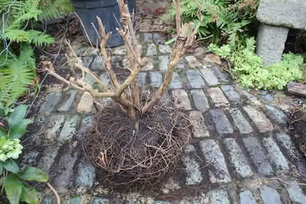 Photo of free Buddelia (Bray Seafront) #1
