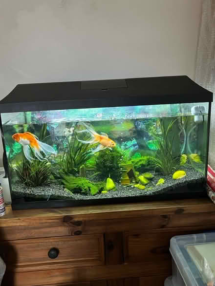 Photo of free Complete fish tank setup (Hereford white cross) #1