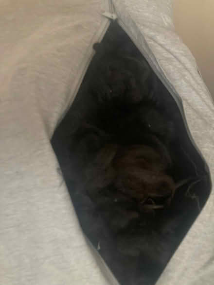 Photo of free Two bags of Llama fleece (London) #2