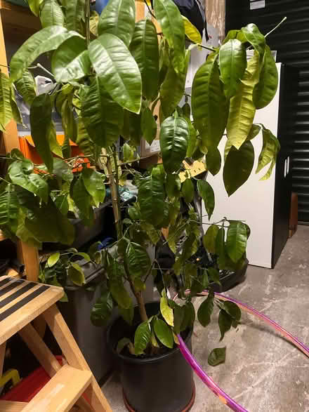 Photo of free 6ft Grapefruit plant (doesn't produce grapefruits though...) (Torbrex FK7) #2