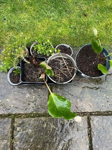 Photo of free Perennial plants (Wickwar GL12) #2