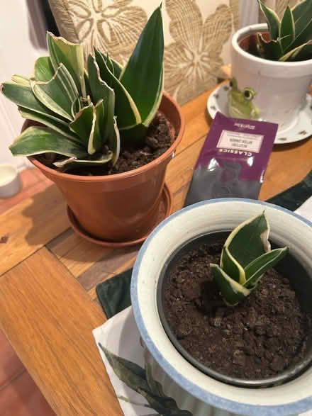 Photo of free Assorted plants (Fallowfield Manchester M14) #2