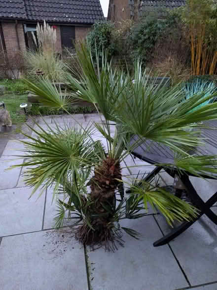 Photo of free Trachycarpus fortunei (IP5) #1