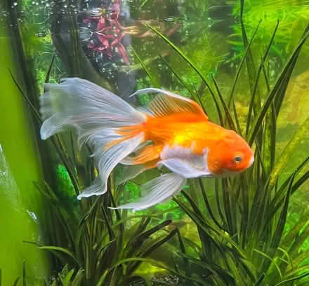 Photo of free Complete fish tank setup (Hereford white cross) #2