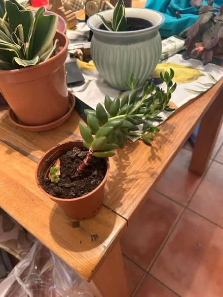 Photo of free Assorted plants (Fallowfield Manchester M14) #4