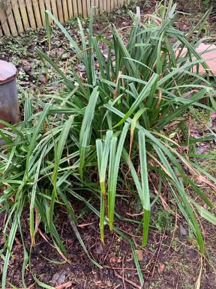 Photo of free Pendulous Sedge (Hallgarth LA9) #3