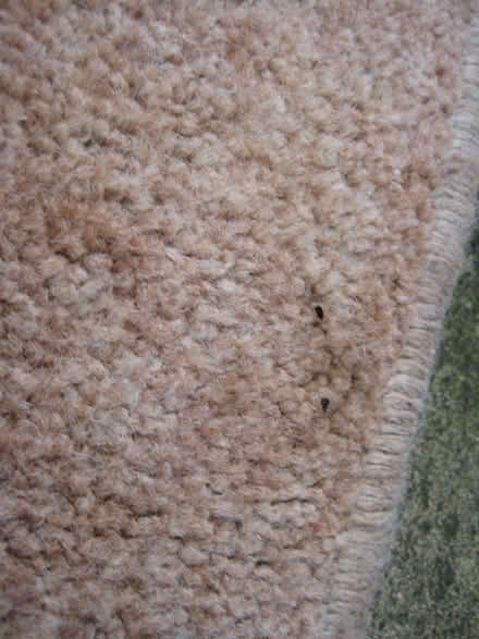 Photo of free Rug (Ruddington NG11) #3