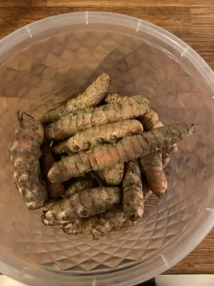 Photo of free Tumeric (East End Toronto) #1