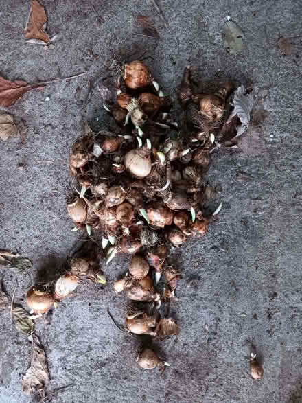 Photo of free Daffodil Bulbs (Newtonhill AB39) #1