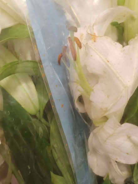 Photo of free Kale, flowers and bread - lots (Loughton IG10) #3