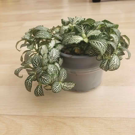 Photo of free Fittonia - House plant (Woodhouses M33) #2