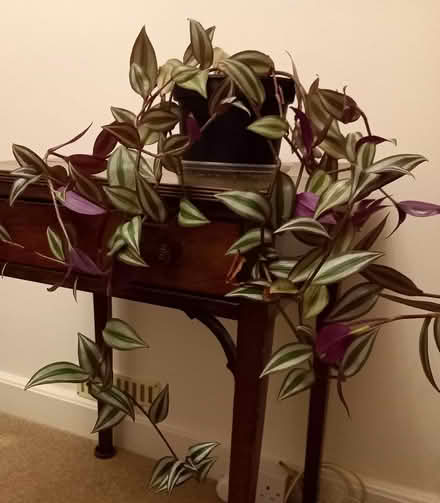 Photo of free House plants x3 (Finchley Central N3) #3
