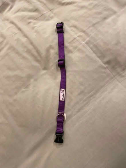 Photo of free Collar for small dog (Lindfield RH16) #1