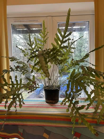 Photo of free Houseplant (Stroud GL5) #1