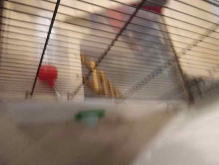 Photo of free Used Clean Pet Cage And New Bottle (Buttershaw BD6) #3