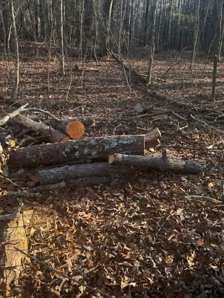 Photo of free Cut Logs (Stockbridge-138@155 Rockdale) #2