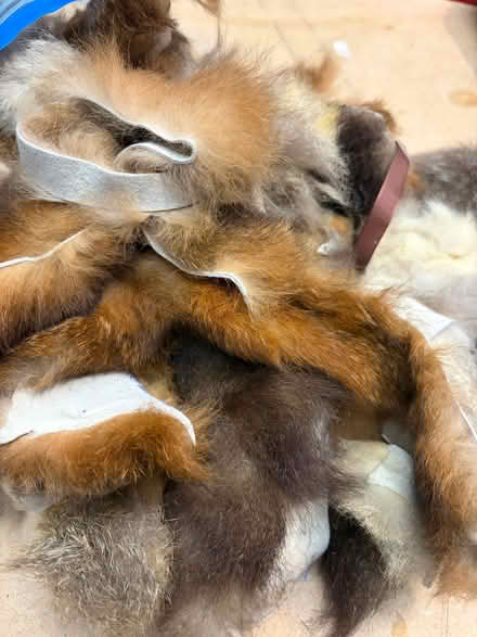 Photo of free Scrap fur pelts (Lower Weston) #1