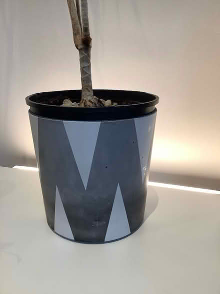 Photo of free Plant - dragon tree (Larkhall) #1