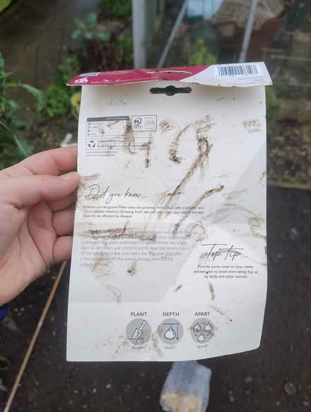 Photo of free Onion sets (Botley) #2