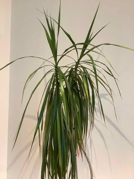 Photo of free Plant - dragon tree (Larkhall) #4