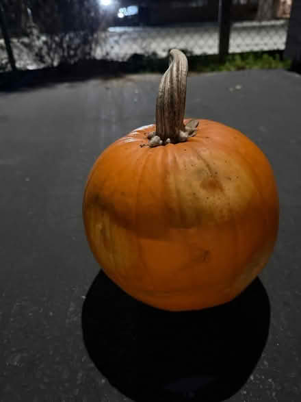Photo of free Fresh pumpkin-Saltine crackers-Coke (Valencia Avenue, Sunnyvale) #2
