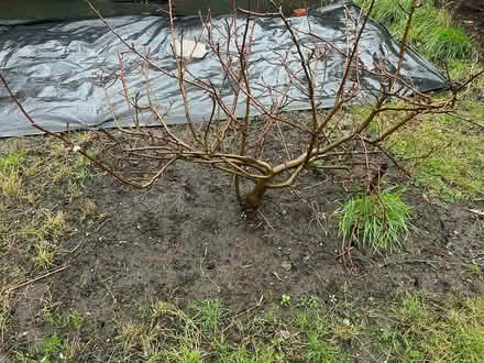 Photo of free Apple trees…step over (North Shields NE30) #2