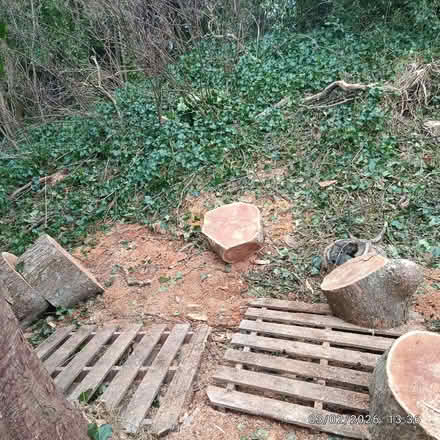Photo of free large logs of various sizes (from sycamore tree) (Brookhouse LA2) #2