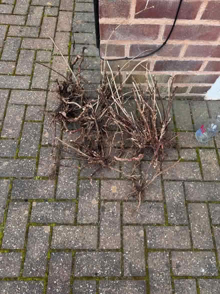 Photo of free Gooseberry plants (Sale M33) #1