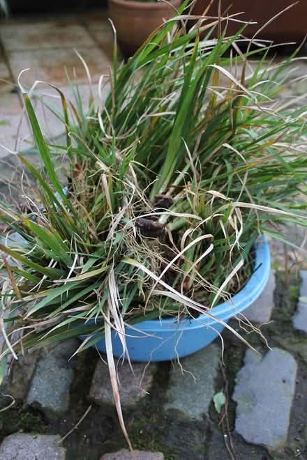 Photo of free lots of iris unguicularis rhyzomes (Bray Seafront) #1