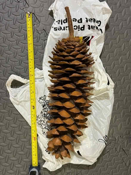Photo of free Large size pine cones - dried (Yonge & Mulock) #2