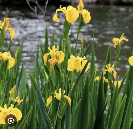 Photo of free Pond Iris’s in Pot (yellow) (RG14) #1
