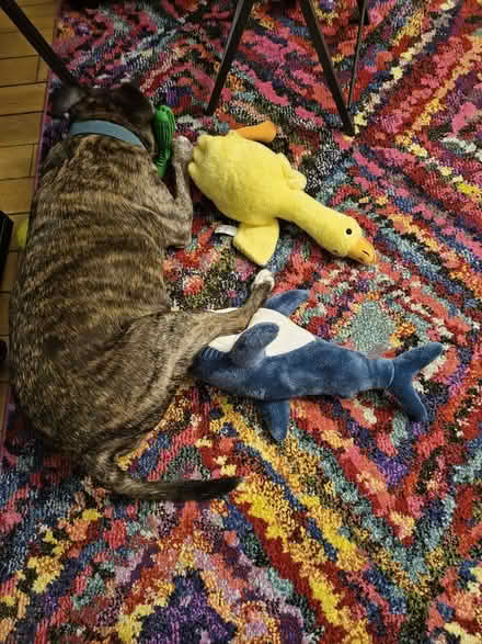 Photo of free 2 Soft Dog Toys (Fiveways Brighton) #2