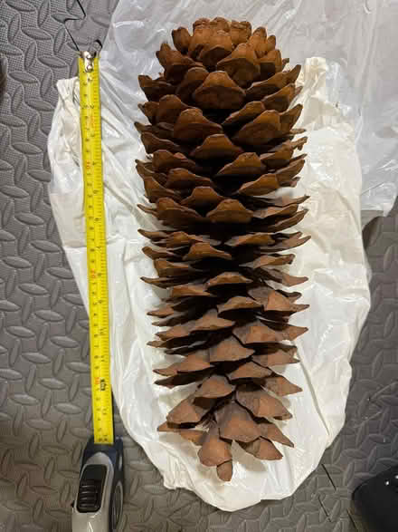 Photo of free Large size pine cones - dried (Yonge & Mulock) #1