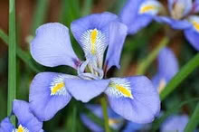 Photo of free lots of iris unguicularis rhyzomes (Bray Seafront) #2