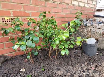 Photo of free 2 camelias (red and white) and a blue hydrangea (Mill Hill East NW7) #1
