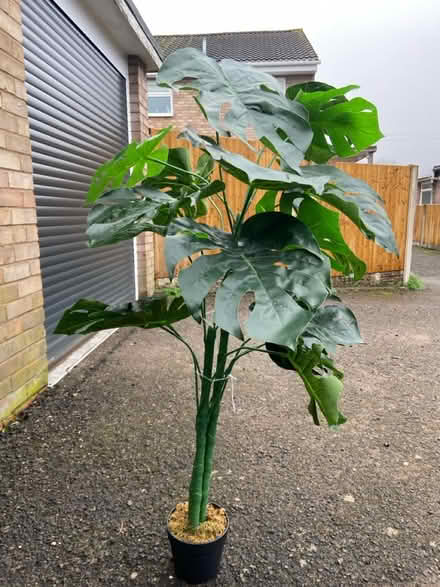 Photo of free Large fake cheese plant (Castlefields) #1