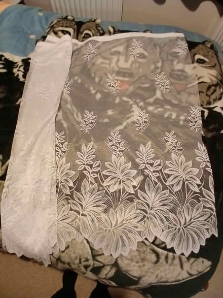 Photo of free Net curtain (Henlow SG16) #2