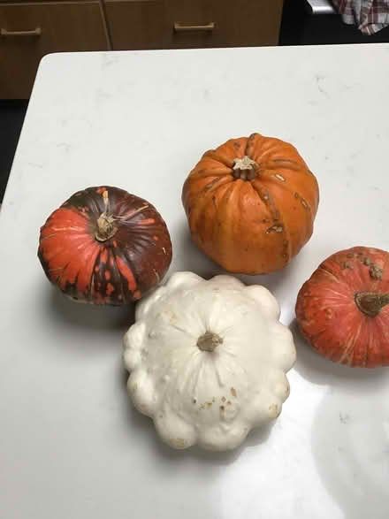 Photo of free Ornamental squash (Oldfield Park) #1