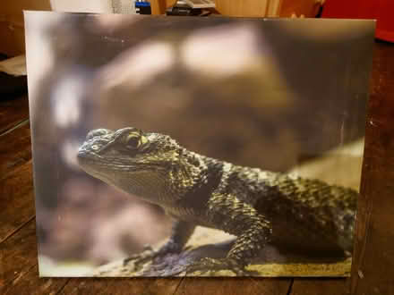 Photo of free Canvas print of a lizard (Fishponds BS16) #1
