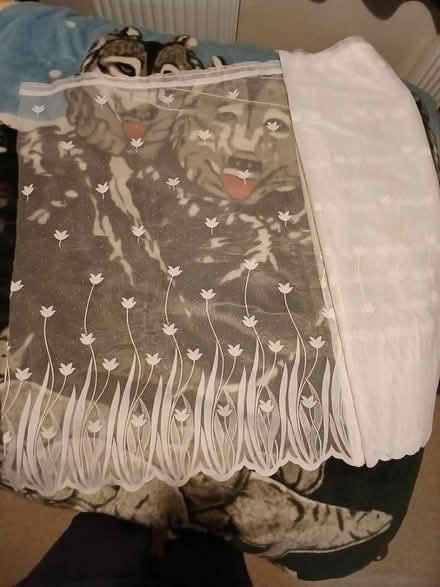 Photo of free Wide Net curtain (Henlow SG16) #1