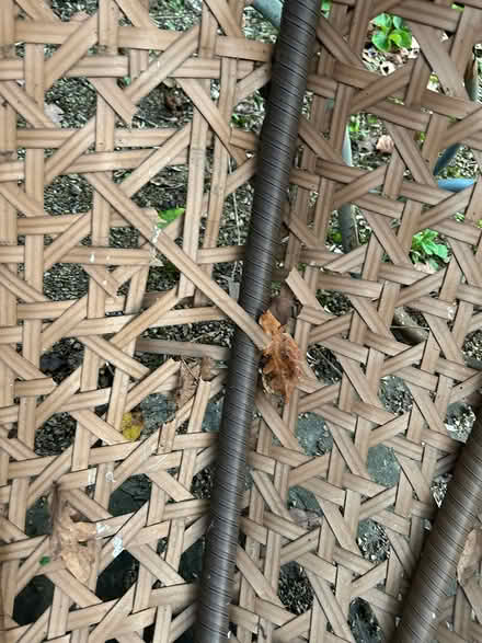 Photo of free Egg garden chair (Tooting Bec/Balham SW17) #2